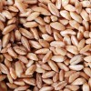 Vita-Spelt Kernels (1x25LB )