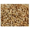 Grains Rye Berries (1x25LB )